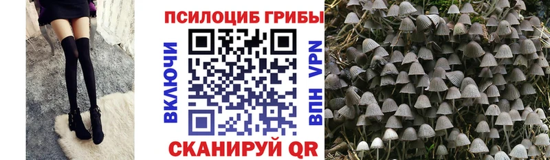 где можно купить наркотик  Дзержинский  Псилоцибиновые грибы GOLDEN TEACHER 
